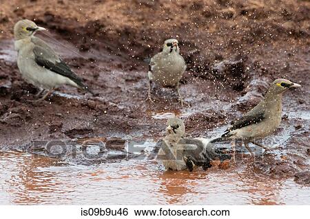 Wattled starlings (Creatophora cinerea) slashing in water hole, Tsavo, Kenya View Large Photo Image Stock Photograph - Wattled starlings (Creatophora cinerea) slashing in water hole, Tsavo, Kenya. Fotosearch