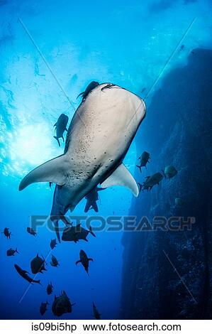 Whale shark swimming close to rock pinnacle, Colima, Mexico View Large Photo Image Stock Photography - Whale shark swimming close to rock pinnacle, Colima, Mexico. Fotosearch