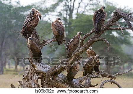 White-backed vultures (Gyps africanus), on a tree top, Tsavo, Kenya, Africa View Large Photo Image Stock Image - White-backed vultures (Gyps africanus), on a tree top, Tsavo, Kenya, Africa. Fotosearch