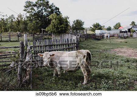 Stock Photograph - White cow in enclosure. Fotosearch