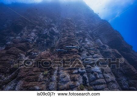 White tipsharks swimming along Roca Partida, Revillagigedo Islands, Socorro, Baja California, Mexico View Large Photo Image Stock Photography - White tipsharks swimming along Roca Partida, Revillagigedo Islands, Socorro, Baja California, Mexico. Fotosearch