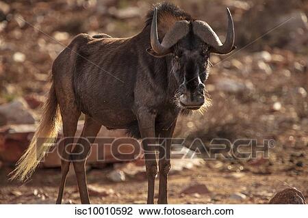 Wildebeest in nature reserve, Touws River, Western Cape, South Africa View Large Photo Image Stock Image - Wildebeest in nature reserve, Touws River, Western Cape, South Africa. Fotosearch