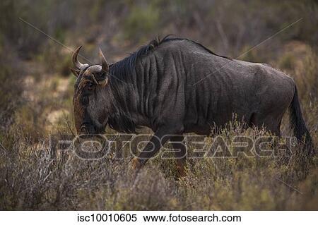 Wildebeest in nature reserve, Touws River, Western Cape, South Africa View Large Photo Image Stock Photography - Wildebeest in nature reserve, Touws River, Western Cape, South Africa. Fotosearch