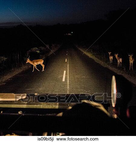 Windscreen view of antelopes on road ahead at night, Kruger National Park, South Africa View Large Photo Image Stock Image - Windscreen view of antelopes on road ahead at night, Kruger National Park, South Africa. Fotosearch