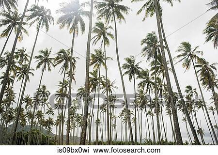 Windswept palm trees, Kauai, Hawaii View Large Photo Image Stock Image - Windswept palm trees, Kauai, Hawaii. Fotosearch