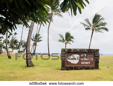 Windswept palm trees, Kauai, Hawaii View Large Photo Image Stock Image - Windswept palm trees, Kauai, Hawaii. Fotosearch