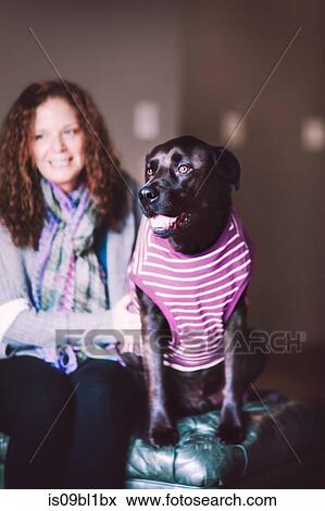 Woman and pet dog in t-shirt View Large Photo Image Stock Photo - Woman and pet dog in t-shirt. Fotosearch