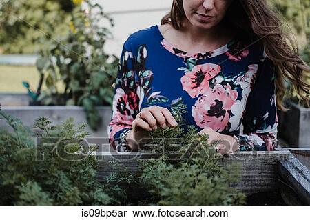 Woman checking on her plants View Large Photo Image Stock Photography - Woman checking on her plants. Fotosearch