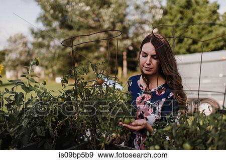 Woman checking on her tomato plants View Large Photo Image Stock Photo - Woman checking on her tomato plants. Fotosearch