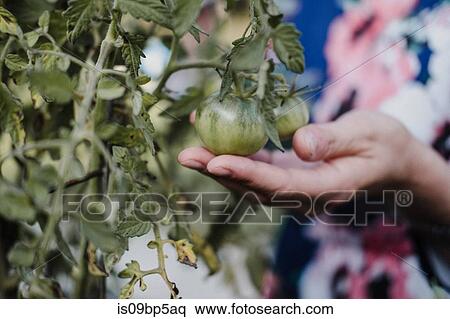 Woman checking on her tomato plants View Large Photo Image Stock Photography - Woman checking on her tomato plants. Fotosearch