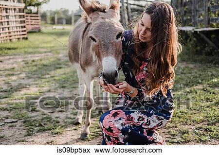 Woman feeding donkey View Large Photo Image Stock Photo - Woman feeding donkey. Fotosearch