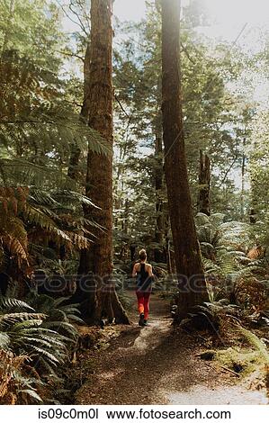 Stock Image - Woman jogging in forest, Queenstown, Canterbury, New Zealand. Fotosearch