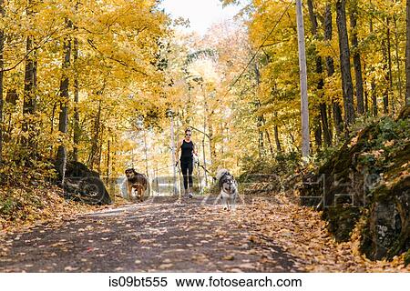 Woman jogging with dogs on leash in forest View Large Photo Image Stock Photography - Woman jogging with dogs on leash in forest. Fotosearch