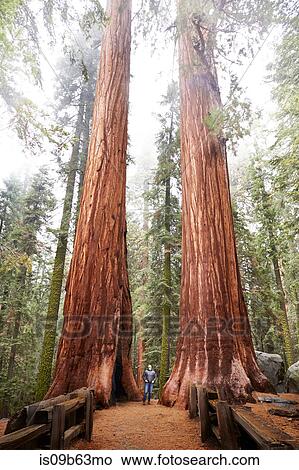 Woman looking up at sequoia trees in Sequoia National Park, California, United States View Large Photo Image Picture - Woman looking up at sequoia trees in Sequoia National Park, California, United States. Fotosearch