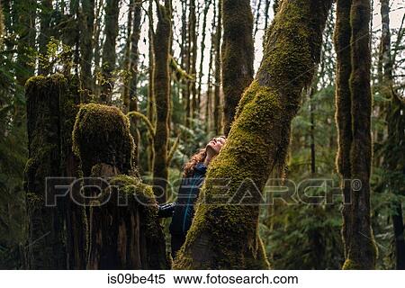 Stock Photography - Woman looking up mossy tree in forest, Squamish, Canada. Fotosearch