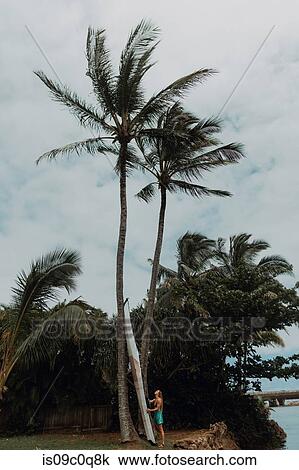 Stock Image - Woman placing her kayak against coconut tree, Princeville, Hawaii, US. Fotosearch