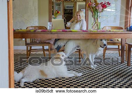 Woman with dogs at desk using laptop computer View Large Photo Image Stock Photograph - Woman with dogs at desk using laptop computer. Fotosearch