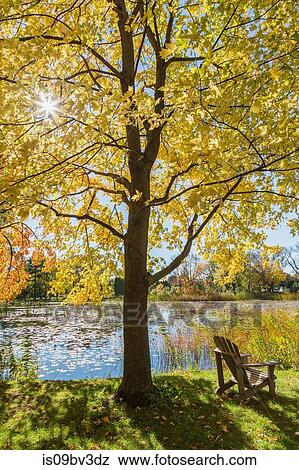 Wooden Adirondack chair on lawn beneath Maple tree, Montreal Botanical Garden, Quebec, Canada View Large Photo Image Stock Photo - Wooden Adirondack chair on lawn beneath Maple tree, Montreal Botanical Garden, Quebec, Canada. Fotosearch