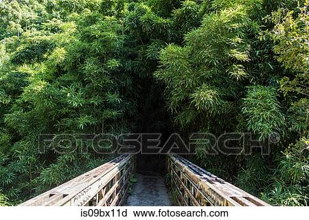 Stock Image - Wooden bridge to bamboo forest, Waipipi Trail, Maui, Hawaii. Fotosearch