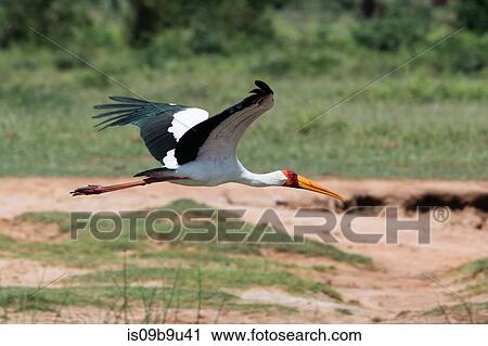 Yellow-billed stork (Mycteria ibis) in flight, Tsavo, Kenya View Large Photo Image Stock Image - Yellow-billed stork (Mycteria ibis) in flight, Tsavo, Kenya. Fotosearch