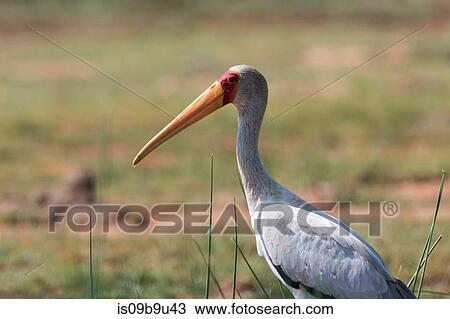 Yellow-billed stork (Mycteria ibis), Tsavo, Kenya View Large Photo Image Stock Image - Yellow-billed stork (Mycteria ibis), Tsavo, Kenya. Fotosearch