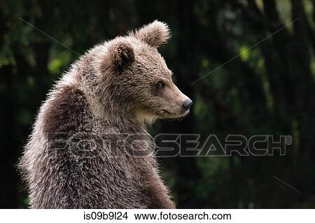 Picture - Young European brown bear (Ursus arctos), Markovec, Bohinj Commune, Slovenia, Europe. Fotosearch