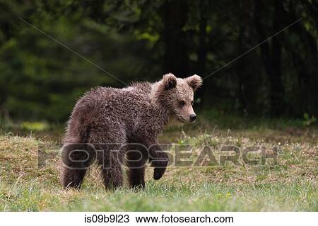 Young European brown bear (Ursus arctos), Markovec, Bohinj Commune, Slovenia, Europe View Large Photo Image Stock Image - Young European brown bear (Ursus arctos), Markovec, Bohinj Commune, Slovenia, Europe. Fotosearch