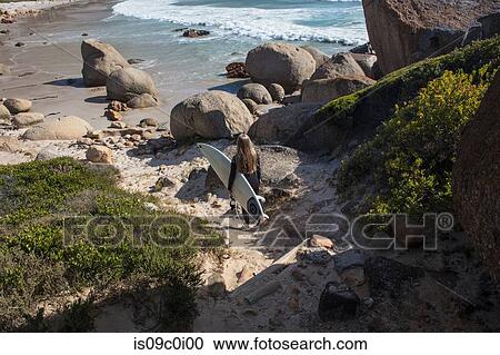 Young female surfer carrying surfboard walking down to beach beach, Cape Town, Western Cape, South Africa View Large Photo Image Stock Image - Young female surfer carrying surfboard walking down to beach beach, Cape Town, Western Cape, South Africa. Fotosearch