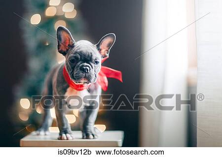 Young French Bulldog wearing red bow for Christmas View Large Photo Image Stock Image - Young French Bulldog wearing red bow for Christmas. Fotosearch