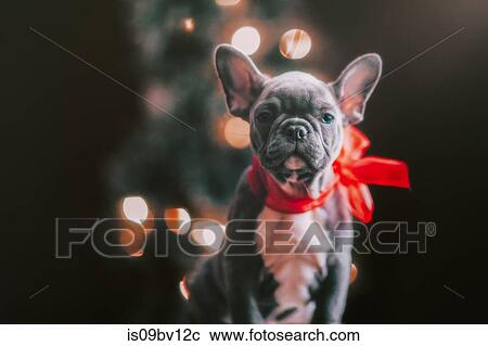 Stock Image - Young French Bulldog wearing red bow for Christmas. Fotosearch