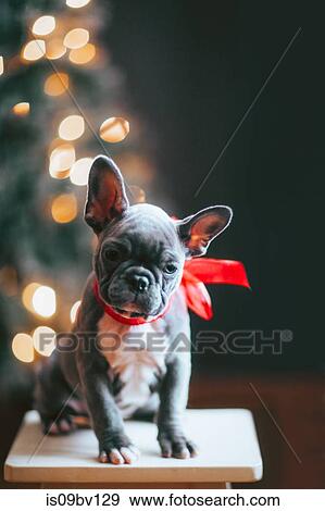 Young French Bulldog wearing red bow for Christmas View Large Photo Image Stock Photo - Young French Bulldog wearing red bow for Christmas. Fotosearch