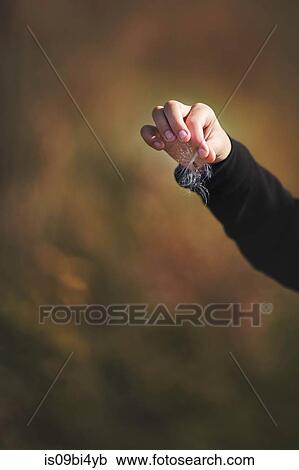 Young girl holding milkweed puff, close-up View Large Photo Image Stock Image - Young girl holding milkweed puff, close-up. Fotosearch