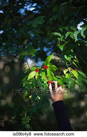 Young girl picking winterberry from tree, close-up View Large Photo Image Stock Photo - Young girl picking winterberry from tree, close-up. Fotosearch