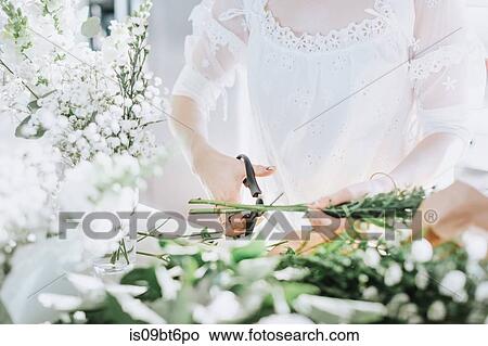 Young woman in white dress cutting white flowers, mid section View Large Photo Image Picture - Young woman in white dress cutting white flowers, mid section. Fotosearch