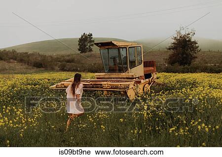 Young woman walking in field of yellow wildflowers by abandoned combine harvester, Jalama, California, USA View Large Photo Image Stock Image - Young woman walking in field of yellow wildflowers by abandoned combine harvester, Jalama, California, USA. Fotosearch