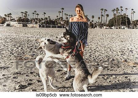 Young woman watching pet dogs playfighting on beach View Large Photo Image Stock Image - Young woman watching pet dogs playfighting on beach. Fotosearch