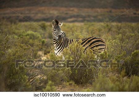 Zebra in nature reserve, Touws River, Western Cape, South Africa View Large Photo Image Stock Image - Zebra in nature reserve, Touws River, Western Cape, South Africa. Fotosearch