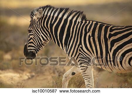 Zebra in nature reserve, Touws River, Western Cape, South Africa View Large Photo Image Stock Photo - Zebra in nature reserve, Touws River, Western Cape, South Africa. Fotosearch