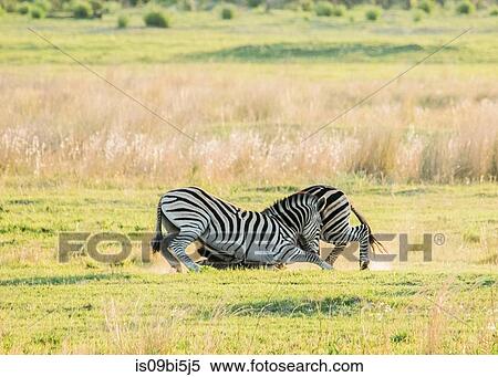 Stock Photography - Zebras fighting, Okavango Delta, Botswana. Fotosearch