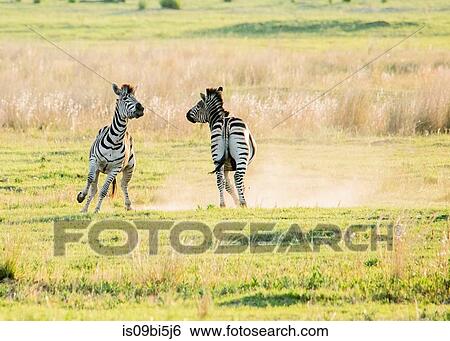 Zebras, Okavango Delta, Botswana View Large Photo Image Stock Photograph - Zebras, Okavango Delta, Botswana. Fotosearch