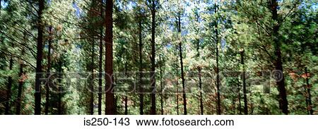Forest View Large Photo Image Stock Image - Forest. Fotosearch