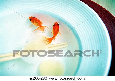 Stock Image - Goldfish swimming in bowl. Fotosearch