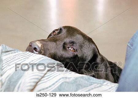 Stock Photo - Resting dog. Fotosearch