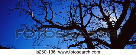 Silhouetted tree View Large Photo Image Stock Photograph - Silhouetted tree. Fotosearch