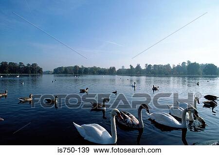 Stock Photo - Swans on lake. Fotosearch
