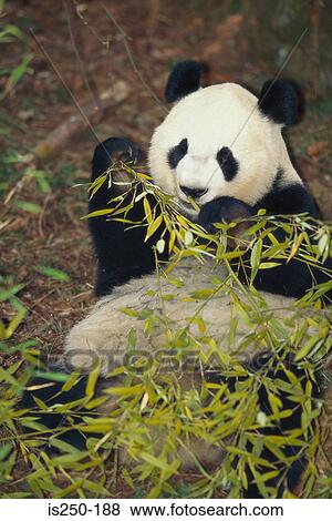 Stock Photo - A giant panda in the wild. Fotosearch