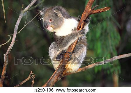 A koala on a tree View Large Photo Image Stock Photograph - A koala on a tree . Fotosearch