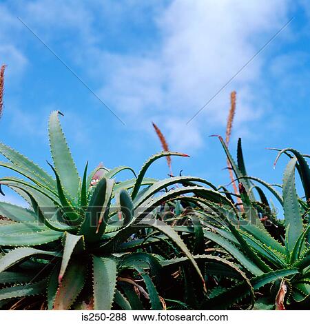 Stock Photo - Aloe plants under blue sky. Fotosearch