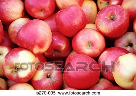 Apples View Large Photo Image Stock Photography - Apples. Fotosearch