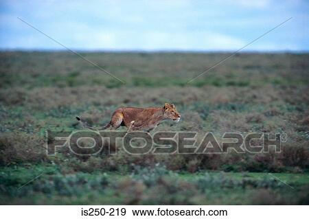Big cat running View Large Photo Image Stock Photo - Big cat running. Fotosearch